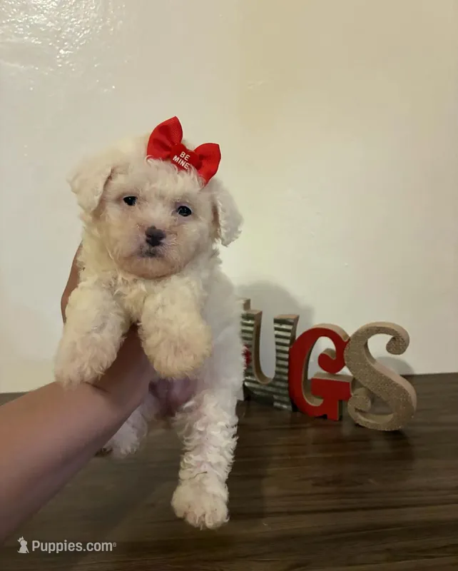 Love  – Maltipoo puppy for sale in Los Angeles, CA
