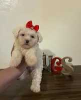 Love , a female Maltipoo for sale in Los Angeles, CA – Photo 1 of 2