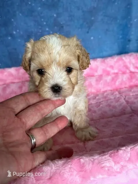 Nico – Maltipoo puppy for sale in Los Angeles, CA