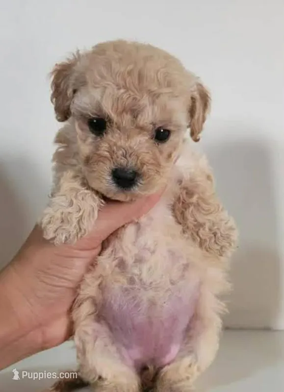 Reyna  – Maltipoo puppy for sale in Los Angeles, CA