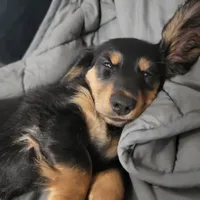 Female, a female Miniature Dachshund for sale in Friendship, MD – 3 of 8