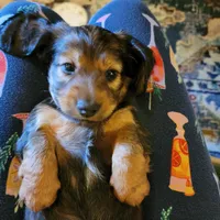 Male, a male Miniature Dachshund for sale in Friendship, MD – 4 of 10
