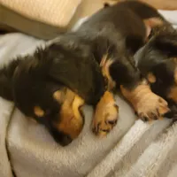 Female, a female Miniature Dachshund for sale in Friendship, MD – 2 of 8