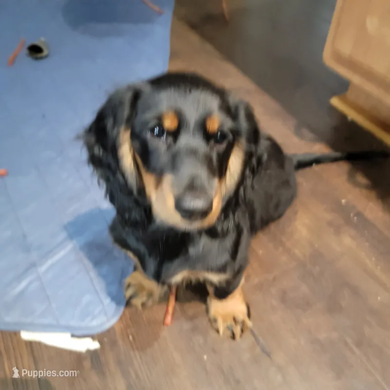 Male – Miniature Dachshund puppy for sale in Friendship, MD