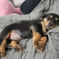 Female, a female Miniature Dachshund for sale in Friendship, MD – 5 of 8