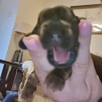Male, a male Miniature Dachshund for sale in Friendship, MD – 2 of 10