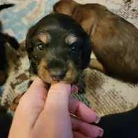 Male, a male Miniature Dachshund for sale in Friendship, MD – 3 of 10