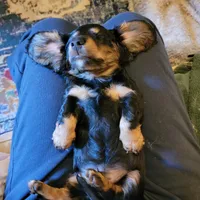 Male, a male Miniature Dachshund for sale in Friendship, MD – 5 of 10