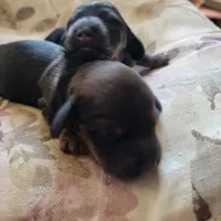 Male, a male Miniature Dachshund for sale in Friendship, MD – 9 of 10