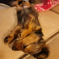 Male, a male Miniature Dachshund for sale in Friendship, MD – 5 of 10