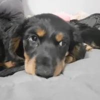 Male, a male Miniature Dachshund for sale in Friendship, MD – 10 of 10
