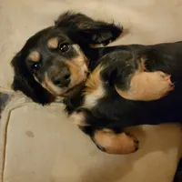 Male, a male Miniature Dachshund for sale in Friendship, MD – 4 of 10