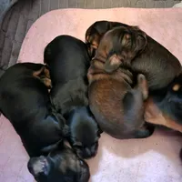 Male, a male Miniature Dachshund for sale in Friendship, MD – 6 of 10