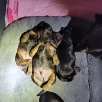 Male, a male Miniature Dachshund for sale in Friendship, MD – 6 of 10