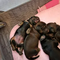 Male, a male Miniature Dachshund for sale in Friendship, MD – 2 of 10