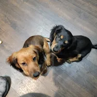 Male, a male Miniature Dachshund for sale in Friendship, MD – 10 of 10