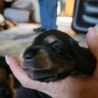 Male, a male Miniature Dachshund for sale in Friendship, MD – 8 of 10