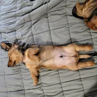 Male, a male Miniature Dachshund for sale in Friendship, MD – 7 of 10