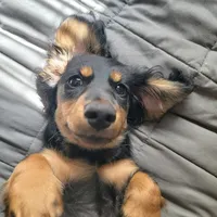 Female, a female Miniature Dachshund for sale in Friendship, MD – 1 of 8