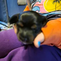 Female, a female Miniature Dachshund for sale in Friendship, MD – 8 of 8
