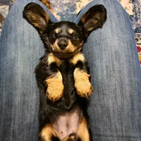 Female, a female Miniature Dachshund for sale in Friendship, MD – 4 of 8