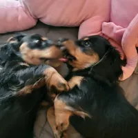 Male, a male Miniature Dachshund for sale in Friendship, MD – 7 of 10