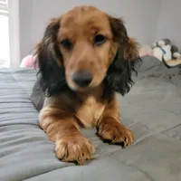 Male, a male Miniature Dachshund for sale in Friendship, MD – 1 of 10