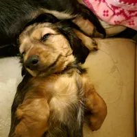Male, a male Miniature Dachshund for sale in Friendship, MD – 3 of 10
