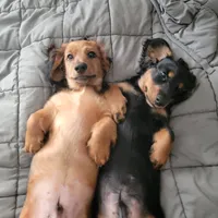Male, a male Miniature Dachshund for sale in Friendship, MD – 8 of 10