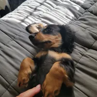 Female, a female Miniature Dachshund for sale in Friendship, MD – 6 of 8