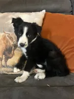 Sassy, a female Border Collie for sale in Rocky, OK – 5 of 5