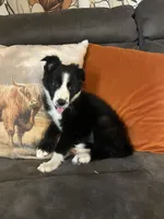 Sassy, a female Border Collie for sale in Rocky, OK – 4 of 5