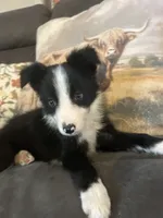 Gracie, a female Border Collie for sale in Rocky, OK – 2 of 4