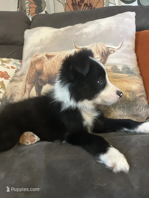 Gracie – Border Collie puppy for sale in Rocky, OK