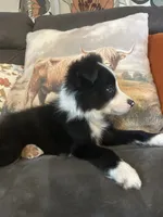 Gracie, a female Border Collie for sale in Rocky, OK – 1 of 4