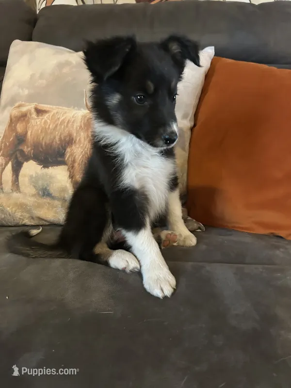 Spirit – Border Collie puppy for sale in Rocky, OK