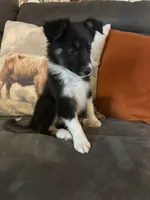 Spirit, a female Border Collie for sale in Rocky, OK – 1 of 4