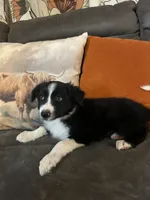 Rufus, a male Border Collie for sale in Rocky, OK – 5 of 5