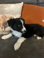 Rufus, a male Border Collie for sale in Rocky, OK – 3 of 5