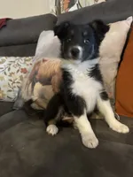 Spirit, a female Border Collie for sale in Rocky, OK – 2 of 4