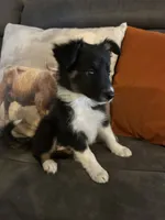 Spirit, a female Border Collie for sale in Rocky, OK – 3 of 4
