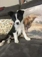 Freckles, a female Border Collie for sale in Rocky, OK – 2 of 4