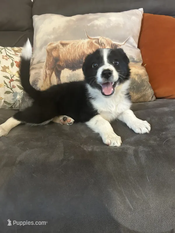 Freckles – Border Collie puppy for sale in Rocky, OK