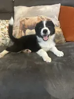 Freckles, a female Border Collie for sale in Rocky, OK – 1 of 4