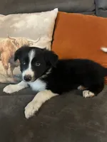 Rufus, a male Border Collie for sale in Rocky, OK – 4 of 5