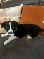 Rufus, a male Border Collie for sale in Rocky, OK – 2 of 5