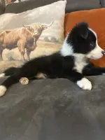 Gracie, a female Border Collie for sale in Rocky, OK – 4 of 4