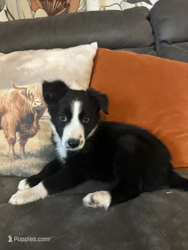 Sassy – Border Collie puppy for sale in Rocky, OK