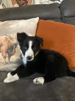 Sassy, a female Border Collie for sale in Rocky, OK – 1 of 5