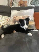 Gracie, a female Border Collie for sale in Rocky, OK – 3 of 4